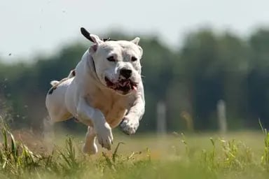 825x550-lemmikin-turvana-on-kodin-halytysjarjestelma