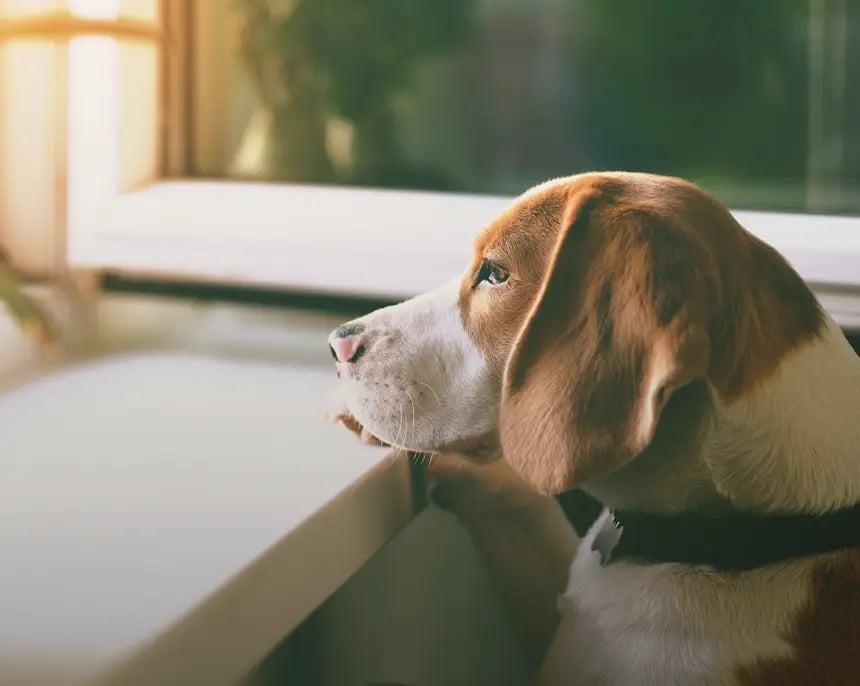 lemmikkikamera-koira