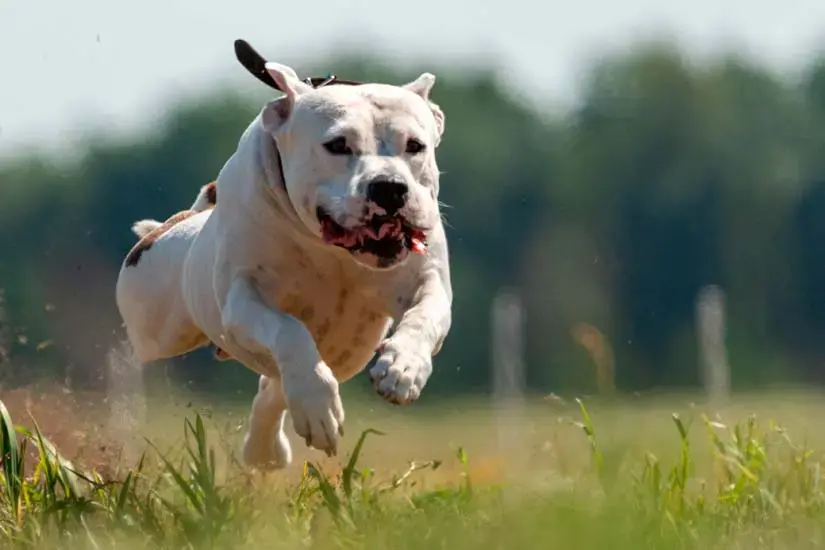 ”Rakas perheenjäsen on yksin kotona” – lemmikin turvana on kodin hälytysjärjestelmä